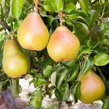 Trees Pear Doyenne du Comice