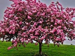 Tree- Flowering Crab