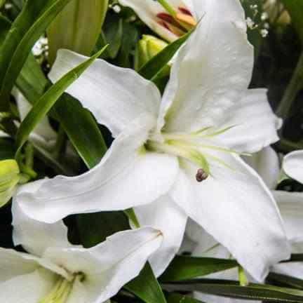 Luxury Lilies