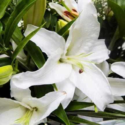 Luxury Lilies