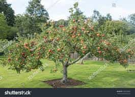 Tree- Lord Lambourne (Malus Domestica)