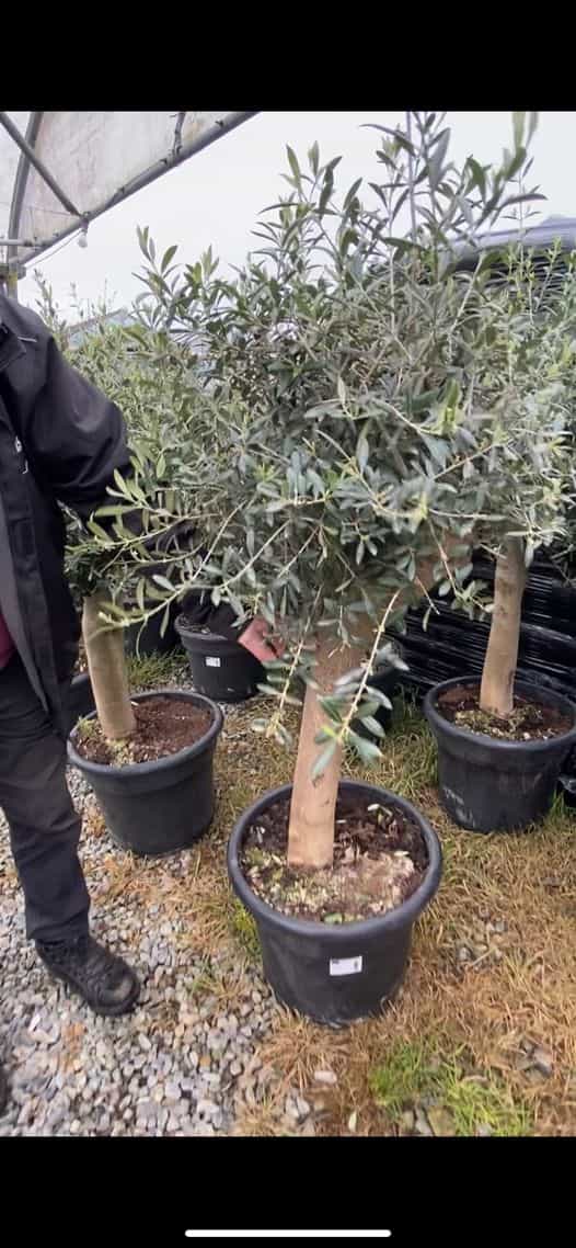 Mature Olive Trees