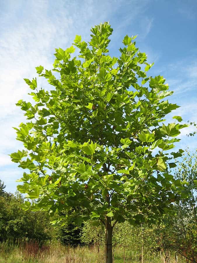 Tree- Platanus Orientalis (London Plane)