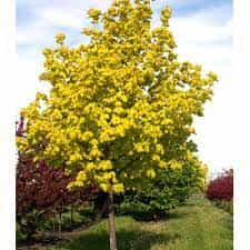 Tree- Acer Princeton Gold