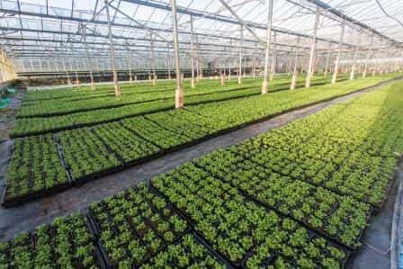 Patrick's Day Shamrocks