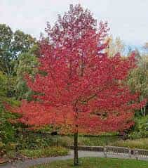 Tree - Sweet Gum Tree