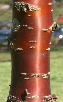 Tree - Prunus Serrula (Black Cherry Birch)