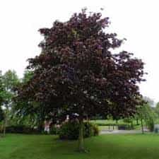 Tree- Crimson King (Acer Plantanoides/ Red leafed Norway Maple)