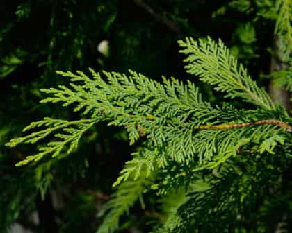 Cypress leylandii