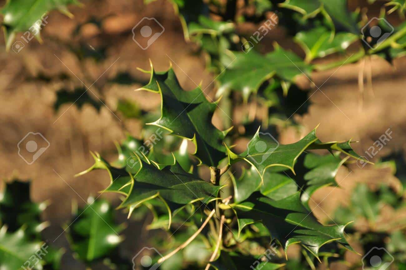 Holly Plant “Common Holly”