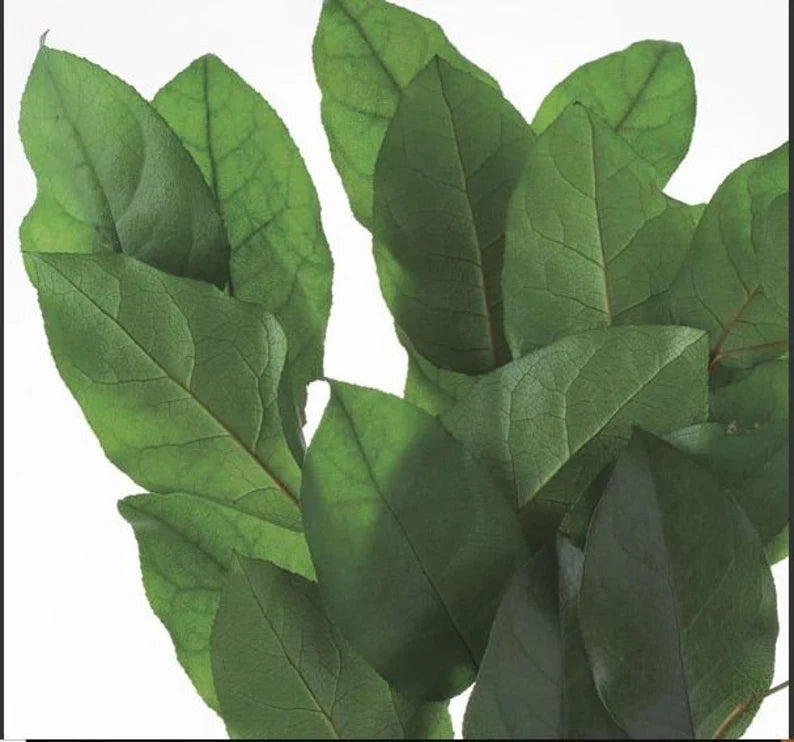 Salal Leaf