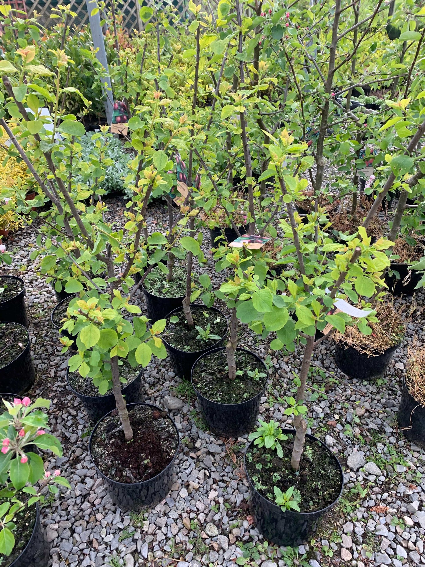 Trees - Plum “Opal”