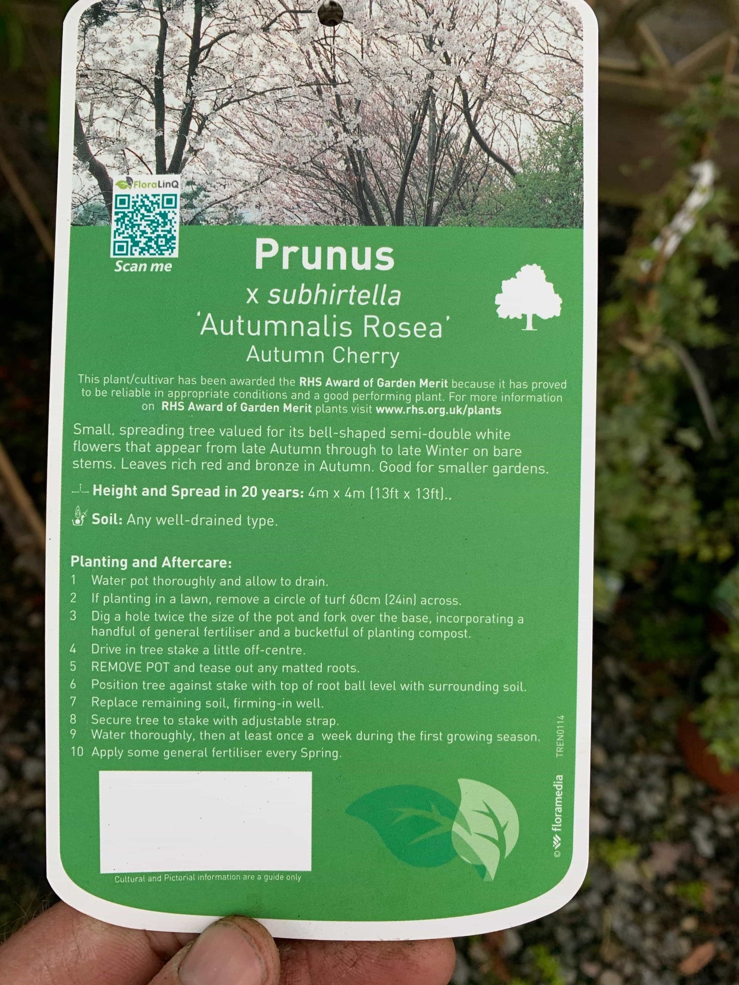 Tree- Cherry Blossom “Autumn Cherry”