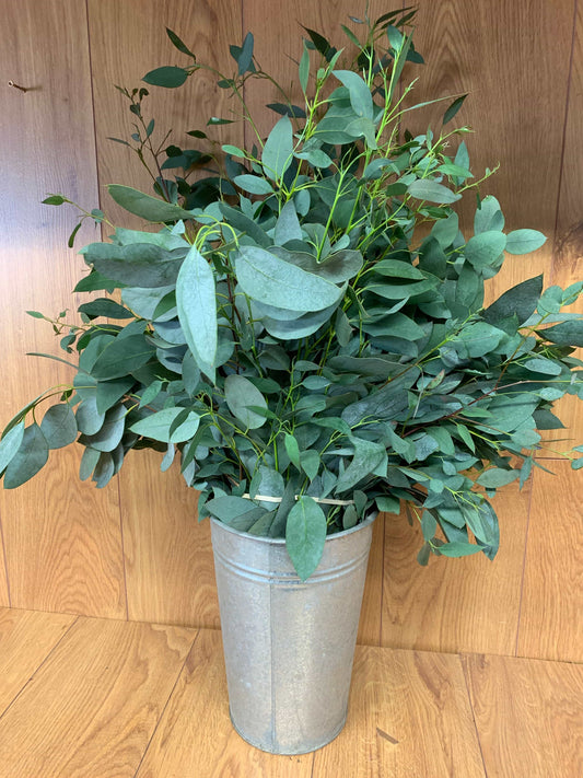 Eucalyptus