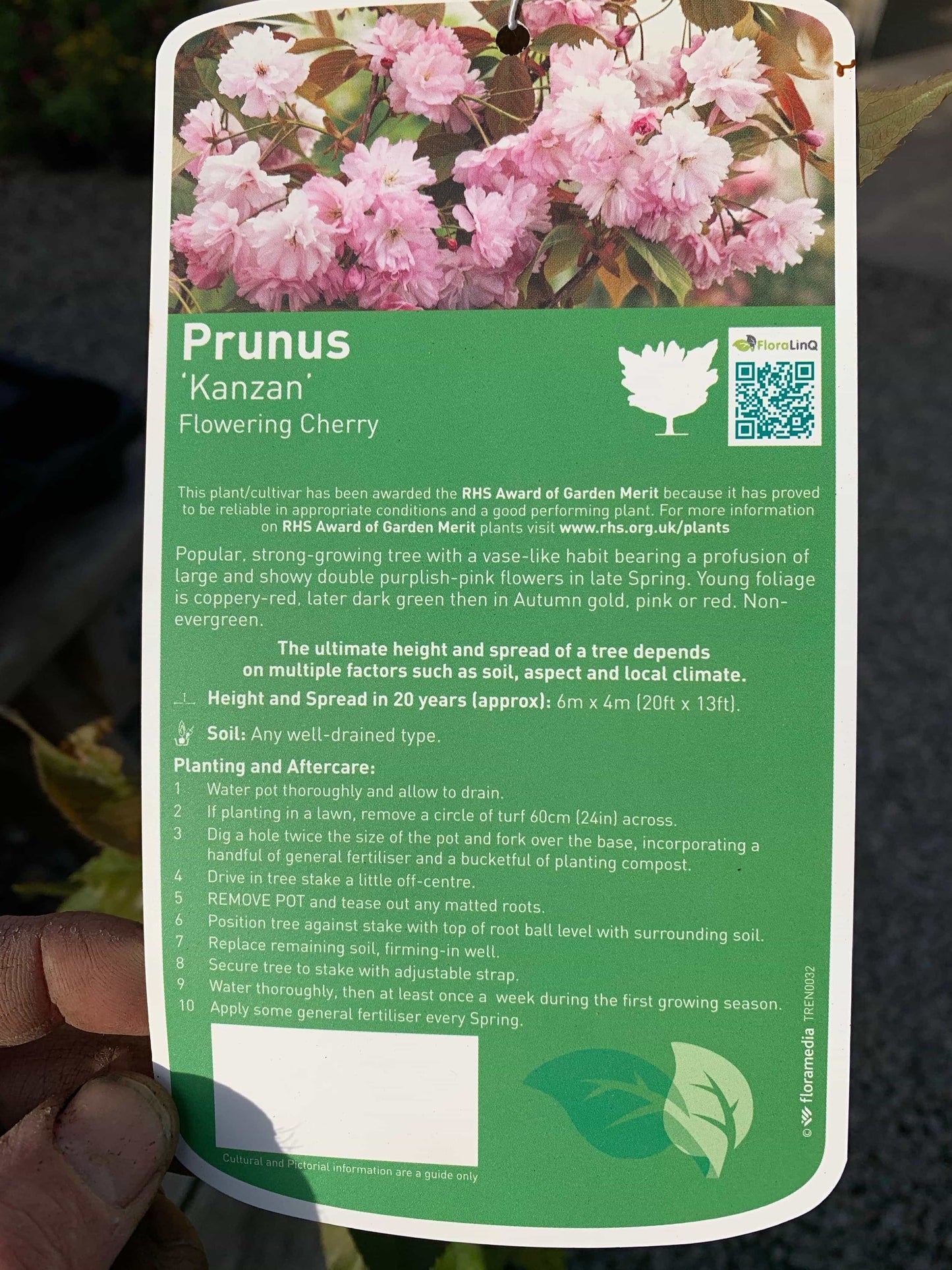 Cherry Blossom Tree - Prunus Kanzan