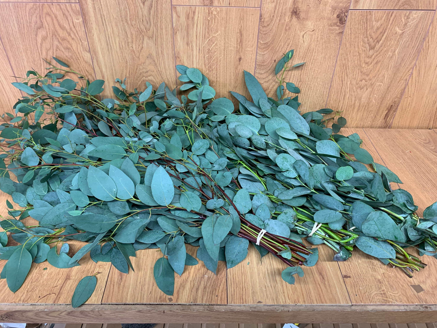 Eucalyptus