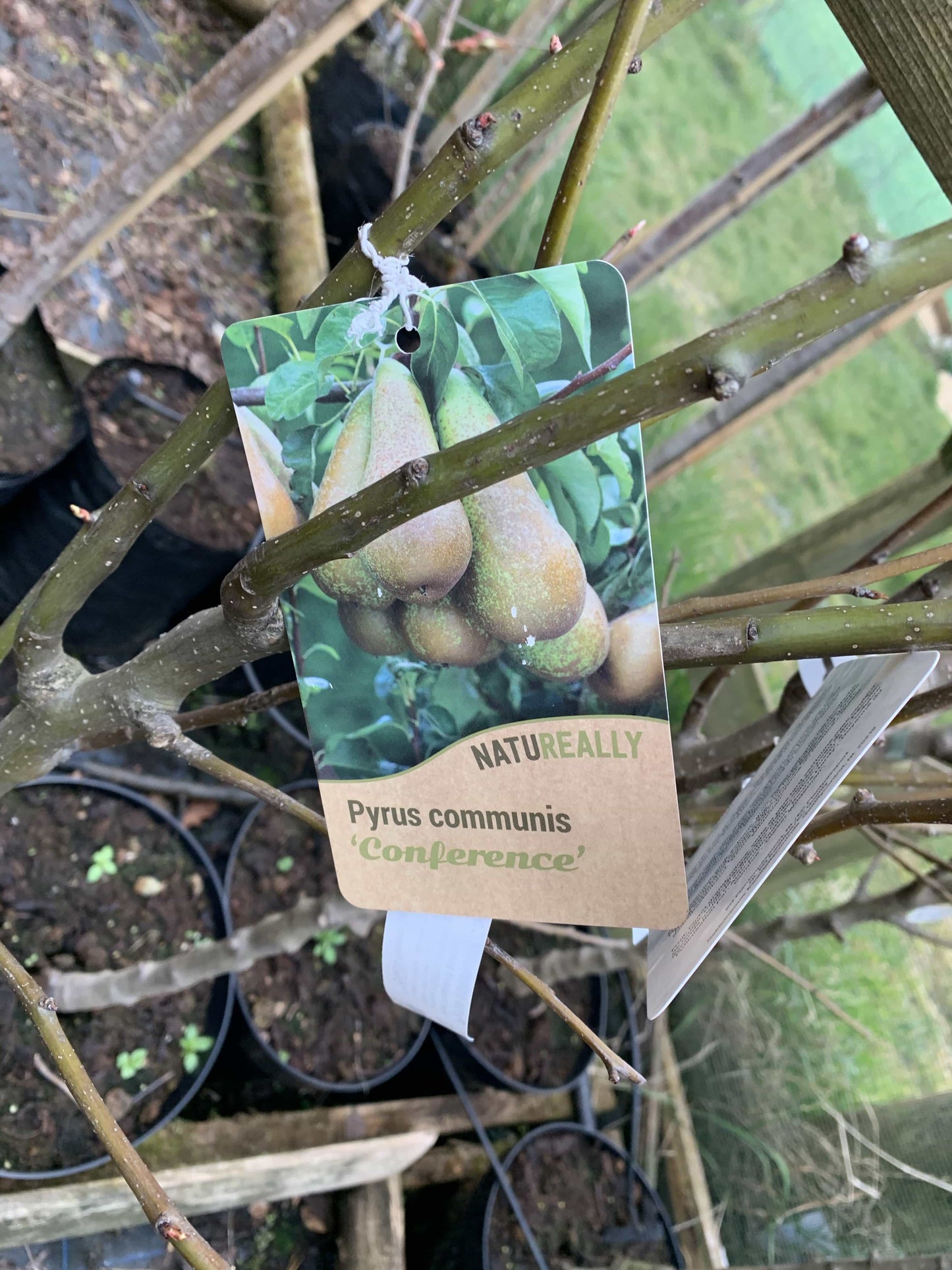 Trees Pear “Conference”