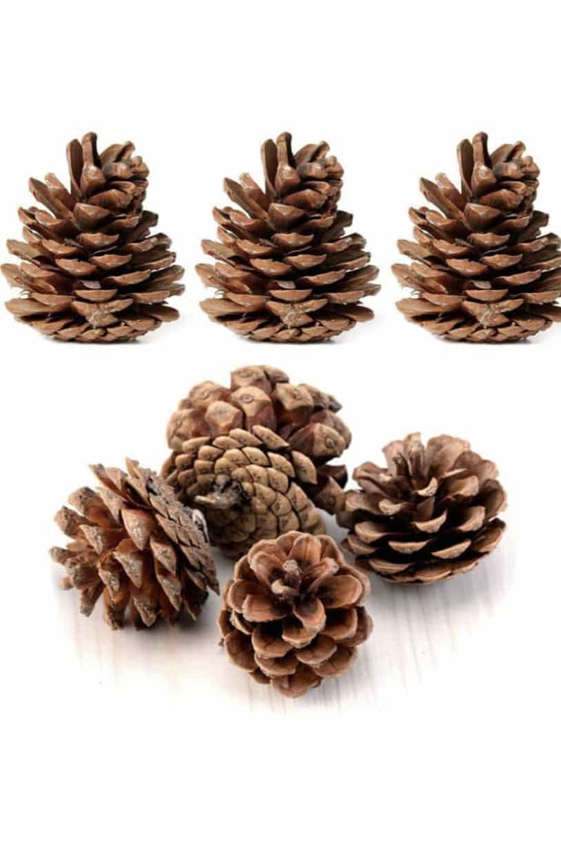 Bags of Pine Cones