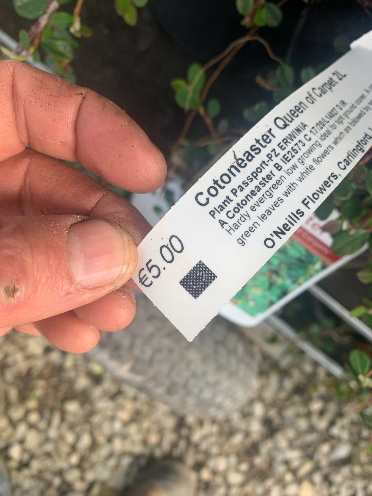 Cotoneaster “Coral Beauty”