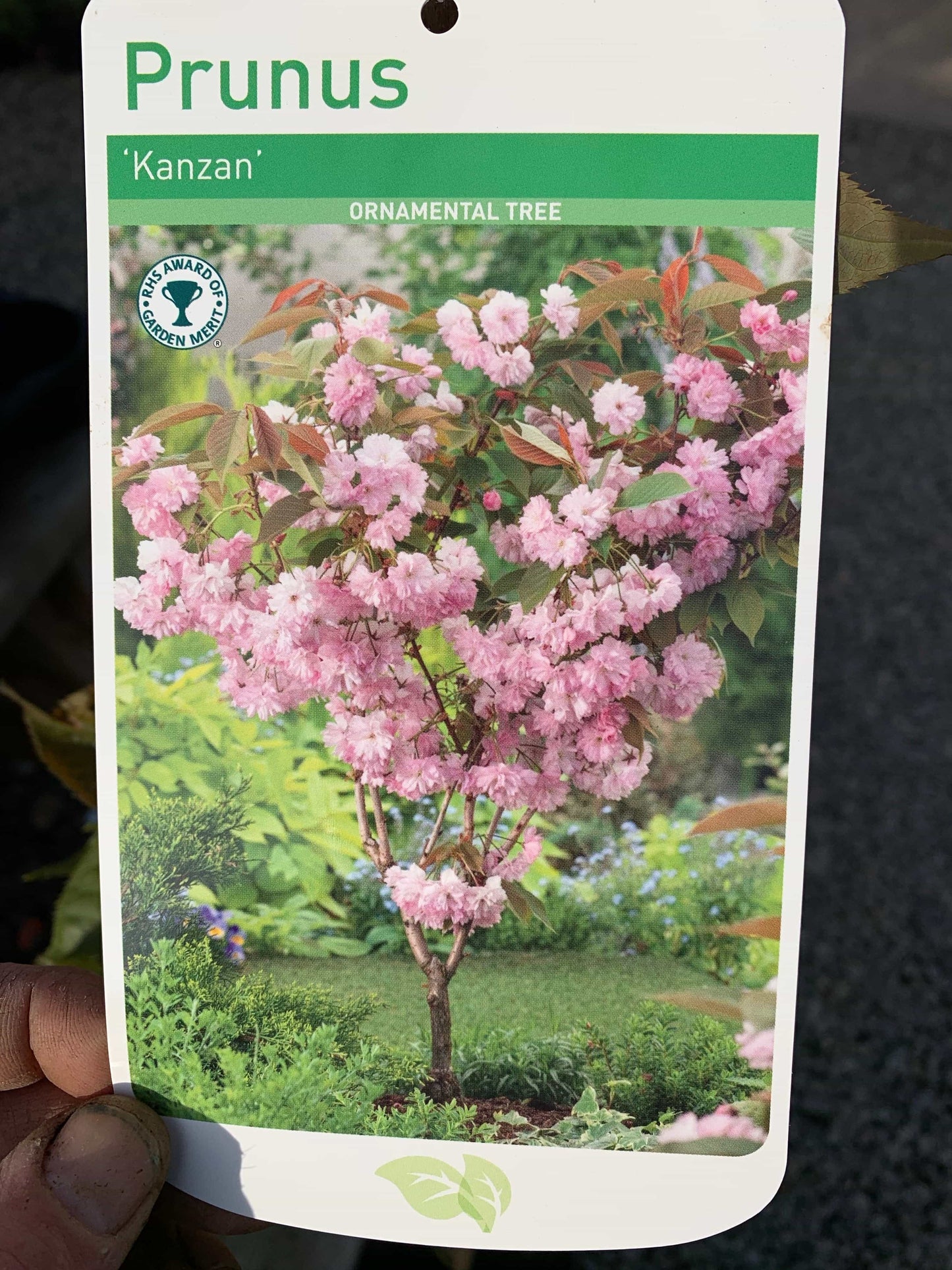 Cherry Blossom Tree - Prunus Kanzan