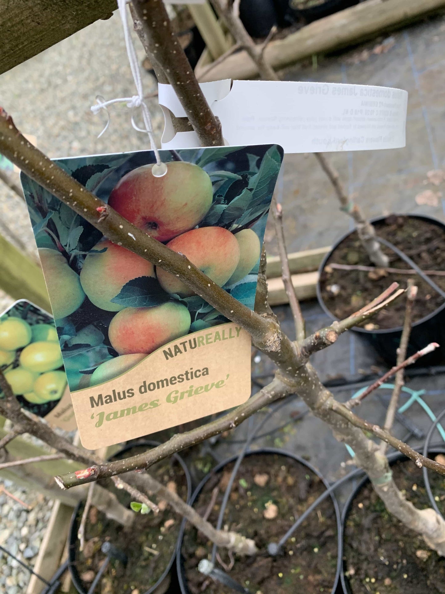 Trees Apple - James Grieve