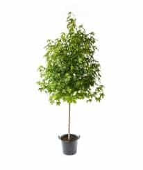 Tree - Sweet Gum Tree