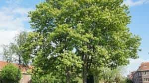 Tree- Leopoldii (Acer Pseudoplantanus)