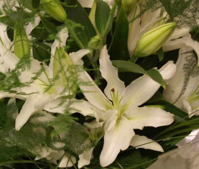 Luxury Lilies