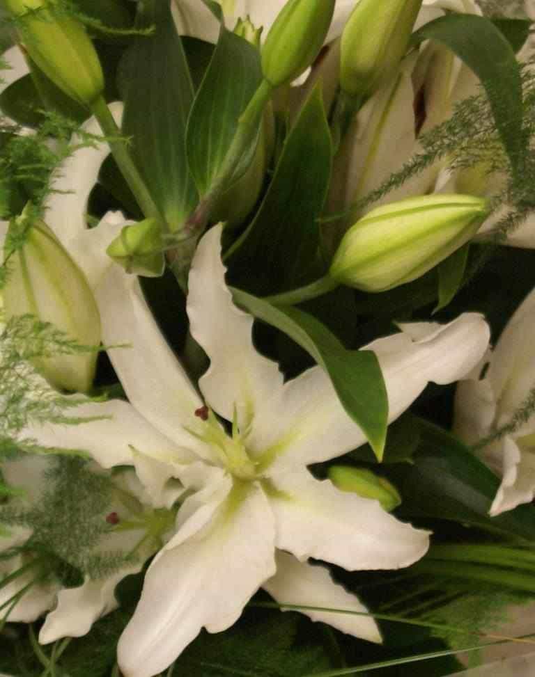 Luxury Lilies