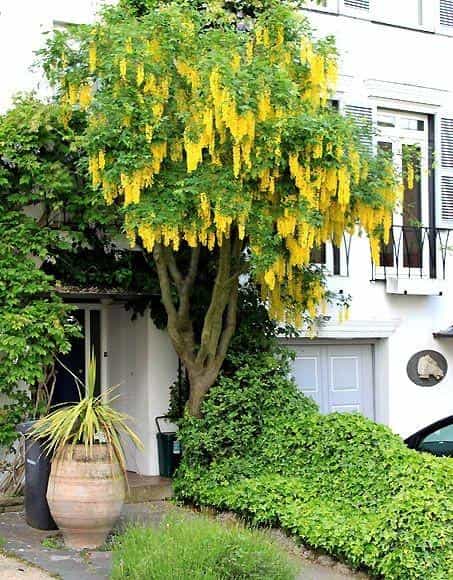 Tree- Laburnum Alpinum Pendulum