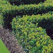 Buxus Hedging