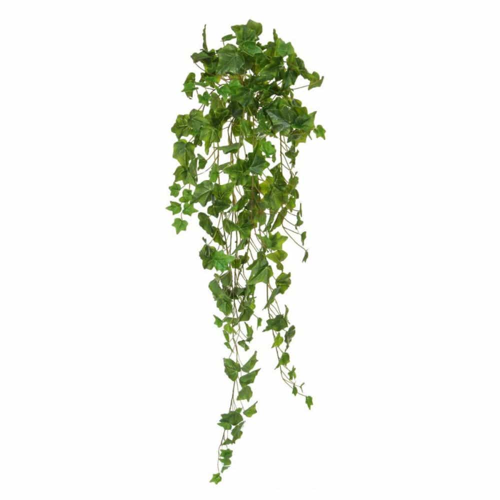Green English Ivy Hanging Bush
