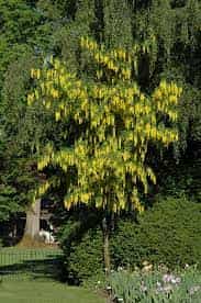 Tree- Laburnum Vossii