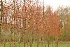 Tilia cordata 'Winter Orange