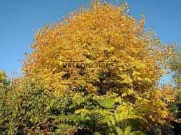 Tilia cordata 'Winter Orange