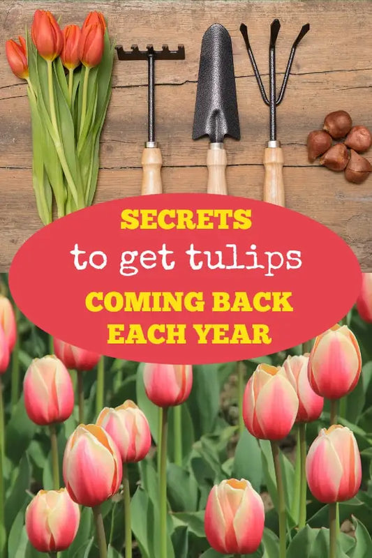 How to get Tulips back every year?
