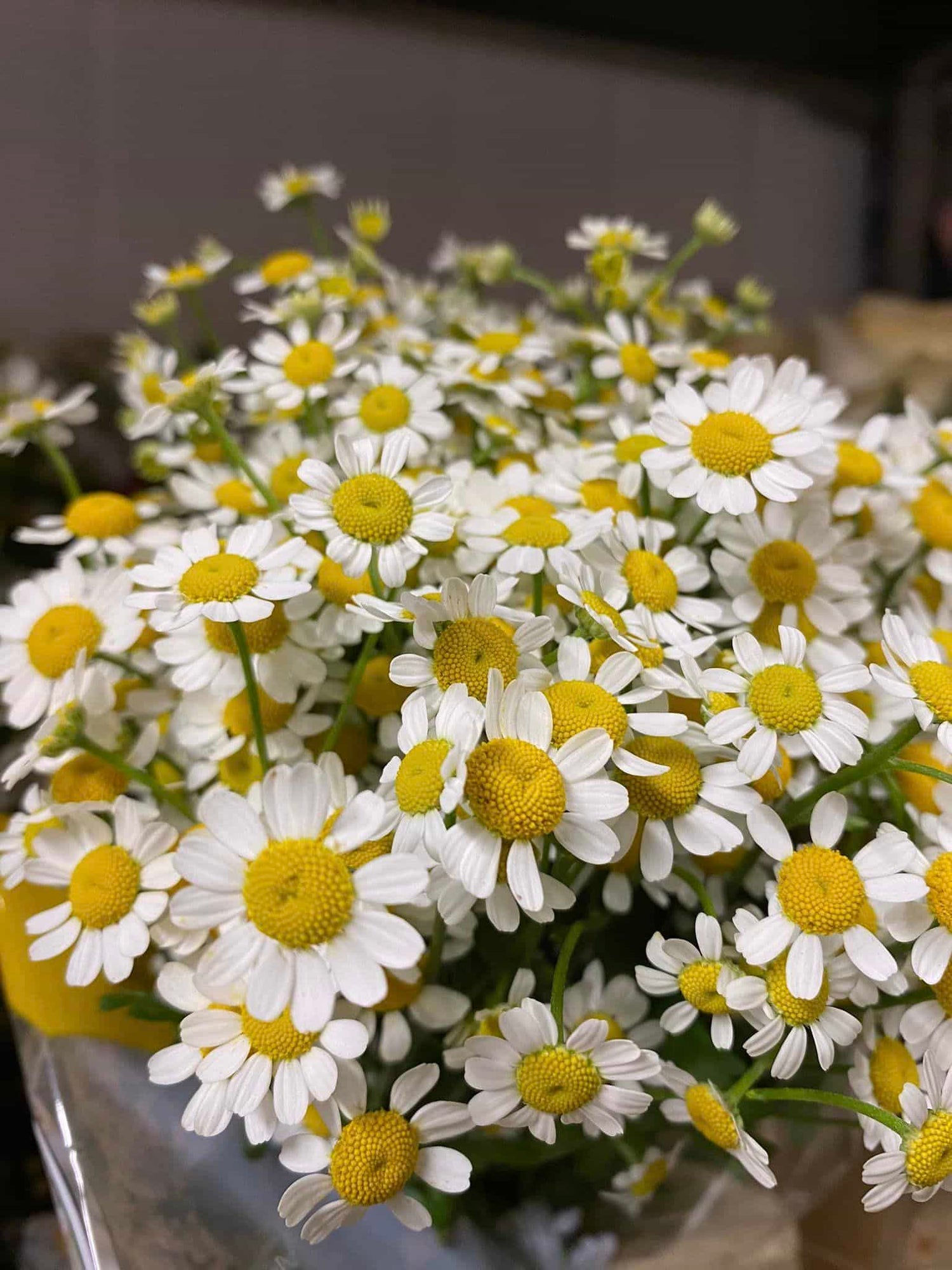 Cut Flowers and Foliage