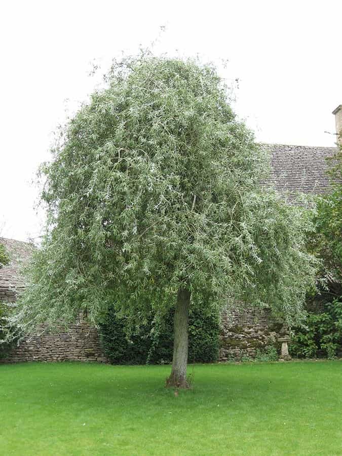 Pyrus Weeping Pear