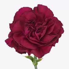 Standard Carnations