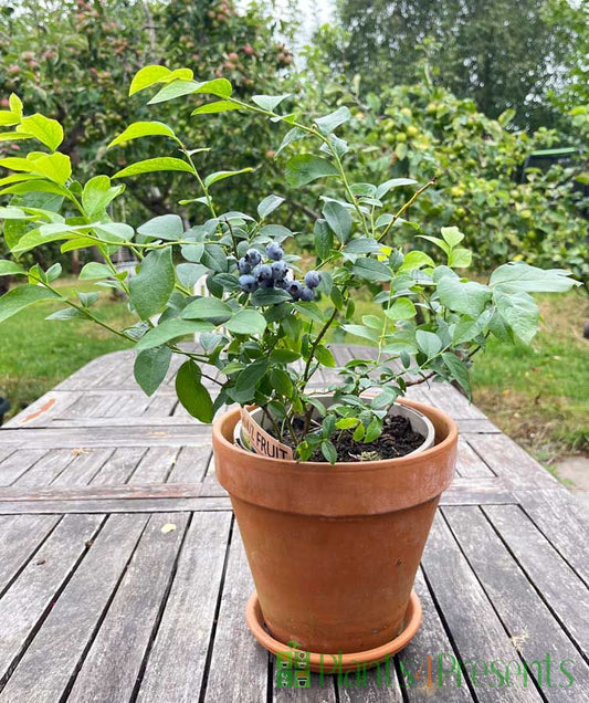 Blueberry plant
