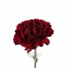 Standard Carnations