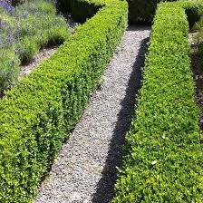 Buxus Hedging