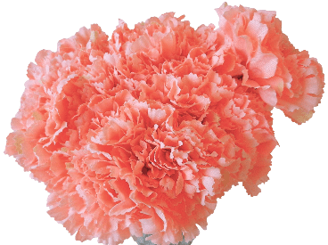 Silk Carnation Heads