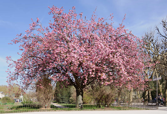Prunus x schmittii - Hybrid Cherry