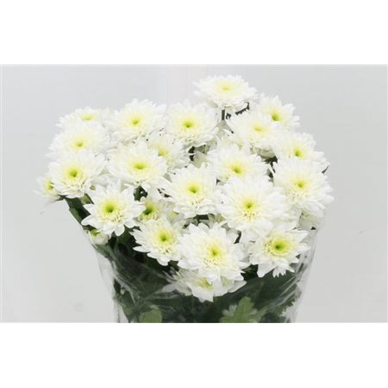 Chrysanthemums