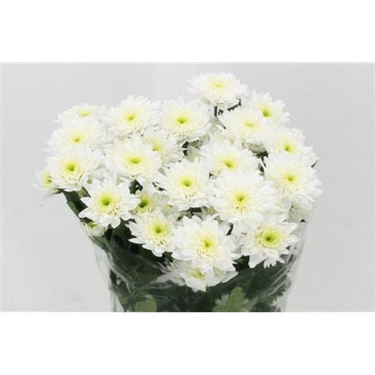 Chrysanthemums