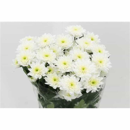 Chrysanthemums