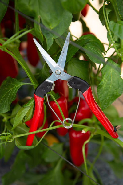 Felco Harvesting Straight Shears No. 322