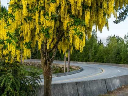 Tree- Laburnum Vossii