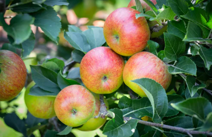 Bare Root Fruit Trees